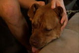 Pit Boss: Kit Gets Adopted