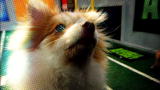 Puppy Bowl VI: Pre-game Show