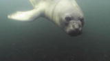 Mutual of Omaha's Wild Kingdom: A Seal Pup's First Swim