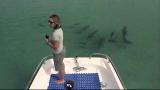 Mutual of Omaha's Wild Kingdom: Stranded Dolphin Calf