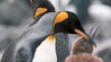 Mutual of Omaha's Wild Kingdom: King Penguins Feed Chicks