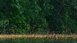 play video on Animal Planet