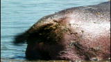 Top 10 Animal Gross Outs: Hippo Surprise