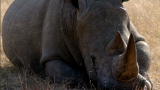 Battleground: Rhino Wars: Chipping a Rhino