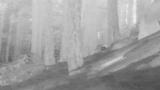 Finding Bigfoot: New Mexico Night Watcher
