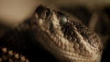 Fatal Attractions: No Hospital After Snake Bite