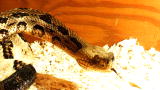 Snake Man of Appalachia: Exercising Rattlesnakes