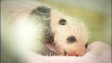 Mutual of Omaha's Wild Kingdom: Mysterious Wild Pandas