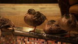 Most Outrageous: Peabody Hotel Ducks
