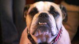 It's Me or the Dog: Roxy