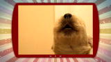 Puppies vs. Babies: Whistling Puppy