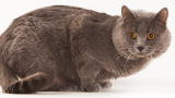Weird True & Freaky: Mozart For Cats