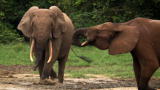 Mutual of Omaha's Wild Kingdom: Secret Lives of Forest Elephants