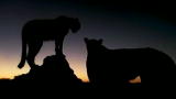 Mutual of Omaha's Wild Kingdom: Cheetahs vs. Hyena