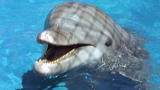The Ultimate Guide to Dolphins: Secrets of Dolphin Swimming