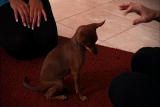 It's Me or the Dog: Victoria's Sit Trick