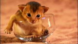 Too Cute: Viewer Discretion Advised