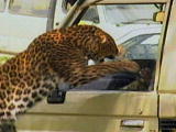 Untamed and Uncut: Leopard Attacks Man
