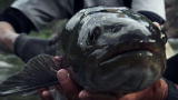 River Monsters: Jeremy's First Taimen