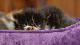 Too Cute: Persian Kitten Searches for a Sleeping Spot