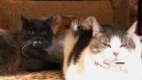Housecat Housecall: Oreo & Sooskey