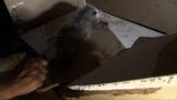 Call of the Wildman: Opossums in the Attic