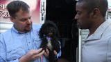 Underdog to Wonderdog: Bo the Poodle Mix