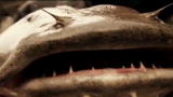 River Monsters: Catching Goonch Catfish