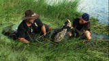 Gator Boys: How to Catch a Giant Gator