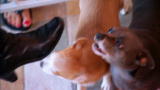 It's Me or the Dog: A Sea of Chihuahuas