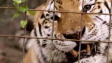 Hero of the Year: Big Cats as Pets?
