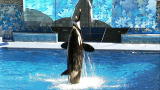 Most Outrageous: Killer Whale Training