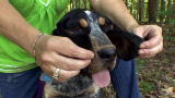Dogs 101: Bluetick Coonhound
