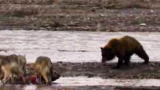 Mutual of Omaha's Wild Kingdom: Wolves vs. Grizzly
