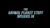 Finding Bigfoot: Animal Planet Staff Weighs In