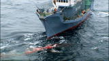 Whale Wars: Whale Kill