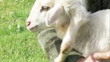 Weird True & Freaky: Leg Grows From Lamb's Head