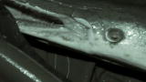 River Monsters: A Prehistoric Giant