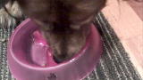 The Daily Treat: Slow Down Your Hoovering Hound