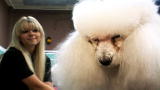 Groomer Has It 2: Like Owner, Like Dog