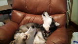 Bad Dog!: Howlin' Huskies