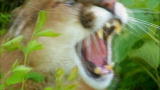 Maneaters: Mountain Lions