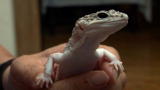 Pets 101: Geckos