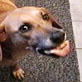 play video on Animal Planet