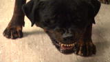 Untold Stories of the E.R. (Season 6): Dog Wreaks Havoc In Hospital