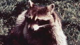 Dr. G: Medical Examiner: A Rabid Case
