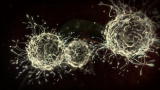 Monsters Inside Me: Trypanosoma
