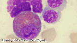 Medical Mysteries (VOD): Deadly Doses