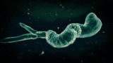 Monsters Inside Me: Schistosomiasis