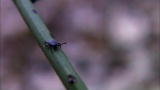 Monsters Inside Me: Babesiosis